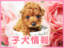 トイプードル専門ブリーダーRich Japanの子犬情報